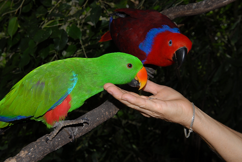 0700 Birdworld Kuranda.jpg